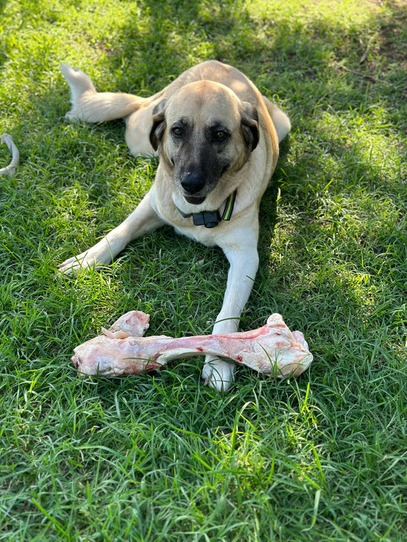 Uncooked Dog Bones from Farm Raised Dairy Cattle. Pictured with livestock guardian dog.